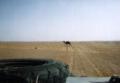 ../NonBaz/cameldesert.jpg (20 Kb)