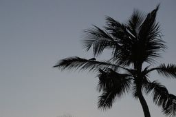 bird in palm tree