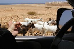 goats on the road