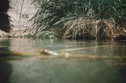 what lurks in the depths!?