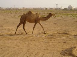 wild camel