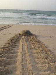 turtle tracks