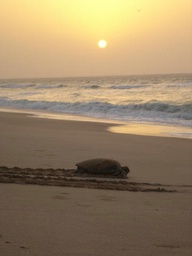 turtle sunrise