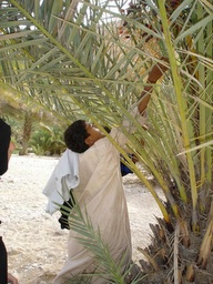 dates from the trees