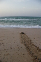 turtle heads to sea