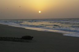 turtle sunrise