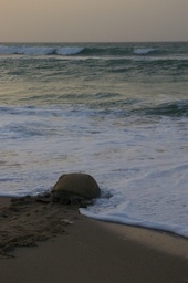 turtle makes it to the water