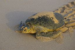 green turtle