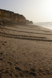 turtle tracks