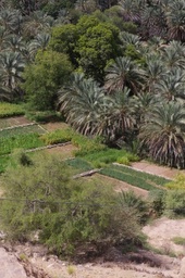 palm trees and agriculture at wadi bani khalid