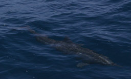 dolphin underwater