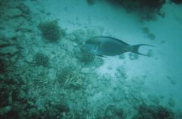 electric blue and yellow fish