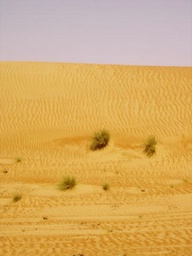 desert dune