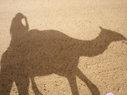 camel shadow