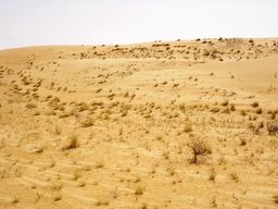 small shrubs and trees