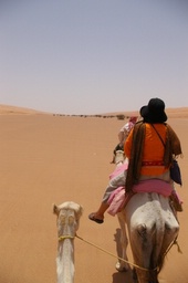 on the camels