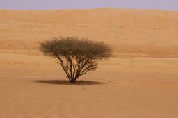 thorn tree in the desert