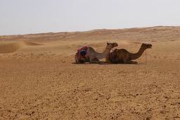 our transport, the camels