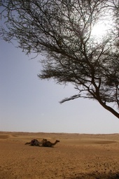camels resting over lunch