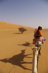 camels in the desert