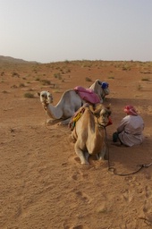 camels resting