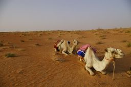 camels resting