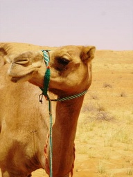 camel face