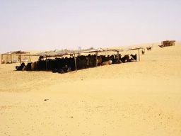 sheep on the high dune