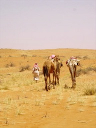 camels head off