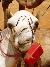 camel face