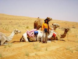 taeko and camels