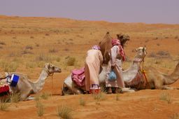 loading up camels