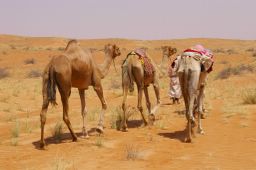 camels leave