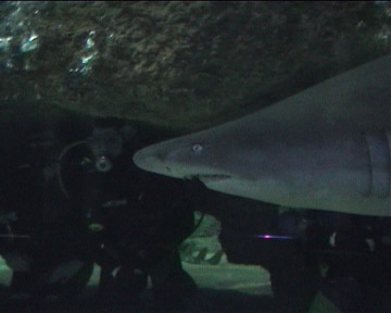 Adrian Diving with Sharks