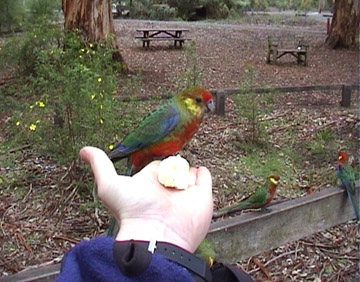 Bird In The Hand