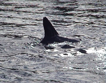 Dorsal fin