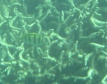 Fish On Coral