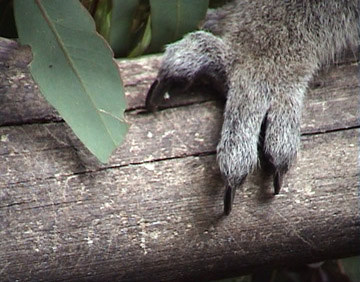 Koala claw