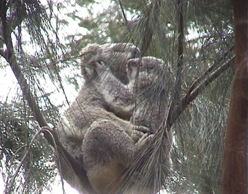 Koala hug
