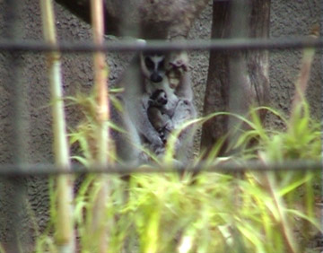 Lemur mother and baby