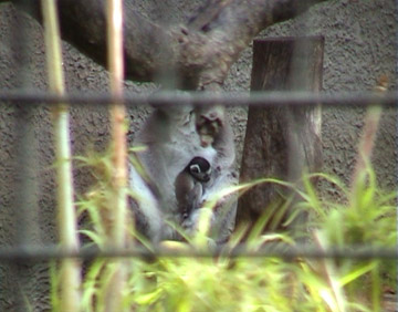 Lemur mother and baby