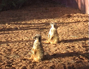Meerkats