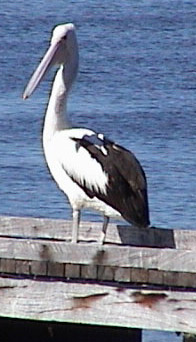 Pelican