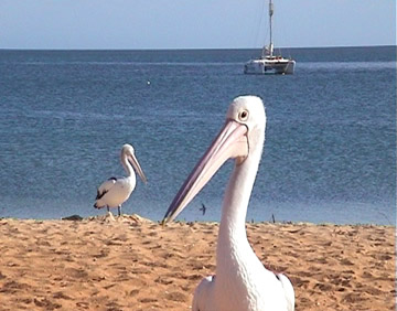 Pelican