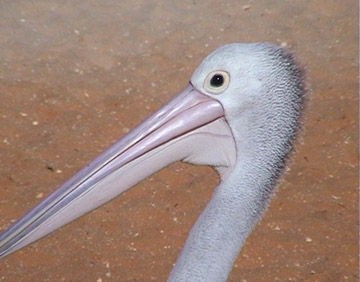 Pelican