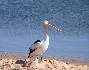 Pelican