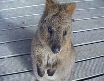 Quokka Begs