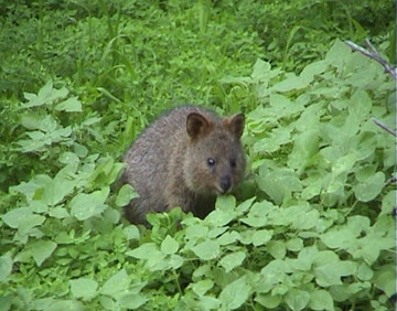 Quokka Eats