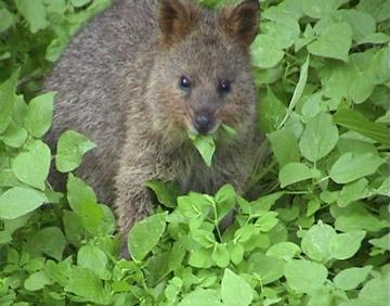 Quokka Eats More