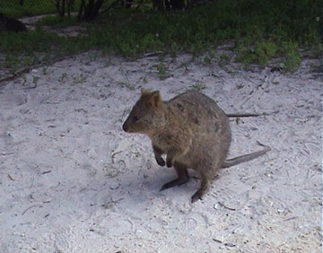 Quokka on ground